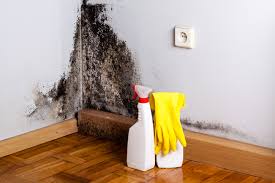 Best Emergency Mold Remediation  in Aspen, CO